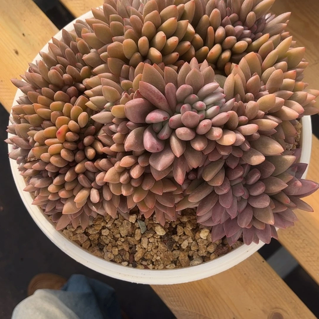 16桃花源缀化。