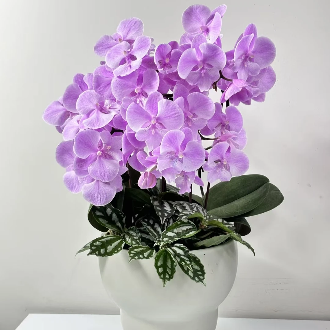 【黄梦宇】禹城王子蝴蝶兰 全场鲜花任意满两单及以上包邮