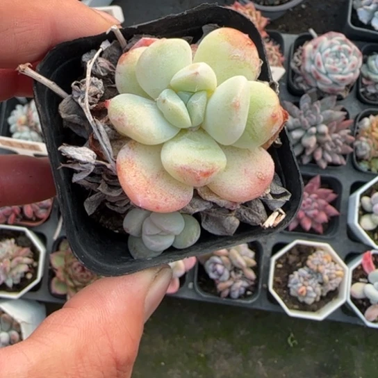 多***儿25玉蝴蝶石化多肉植物多