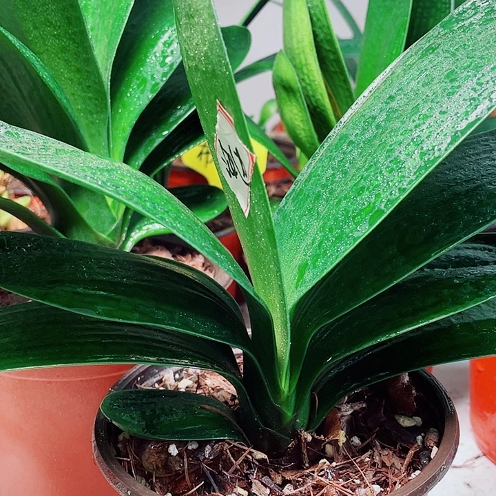 当前无花栽培后可以开花