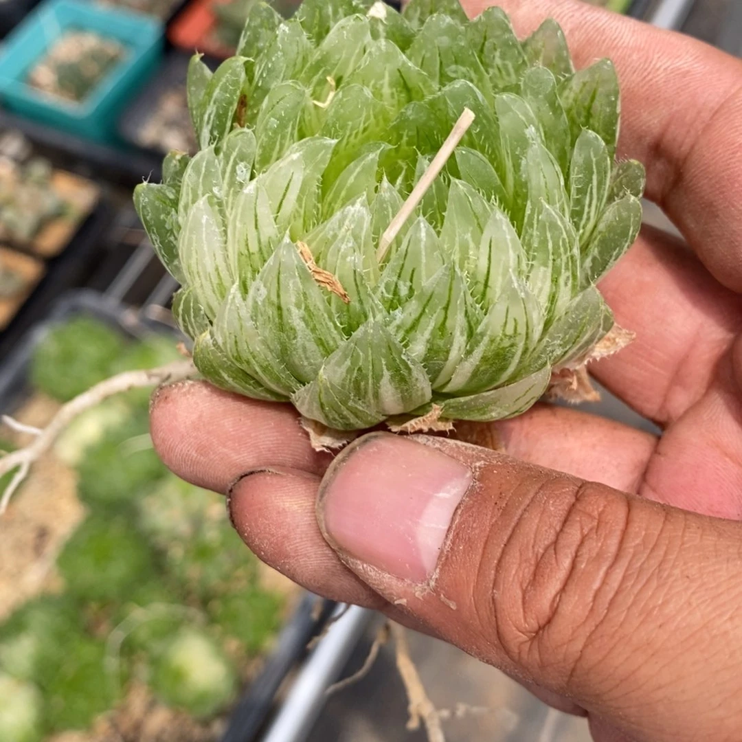 @***@2463 一颗樱水晶锦。超级福利。