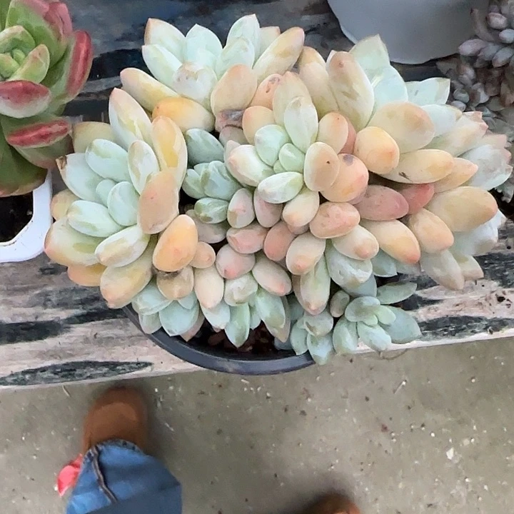 青蛙王子儿童牙膏11