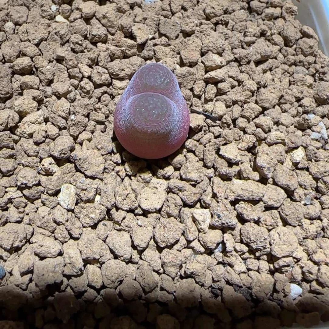 绑***咪微木园艺多肉-474