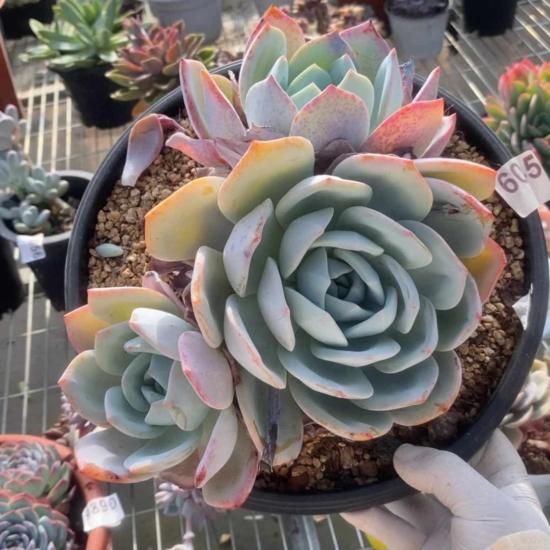 6045凤橙多头一物一拍