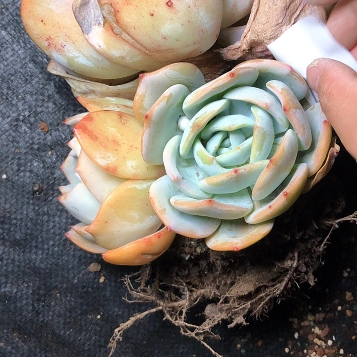 @**皮22//////////////////