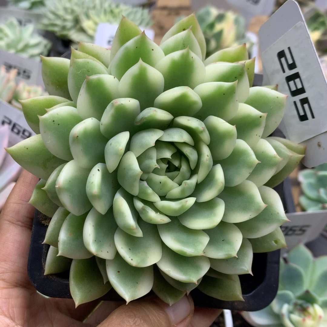 285长岛冰茶锦锦锦锦