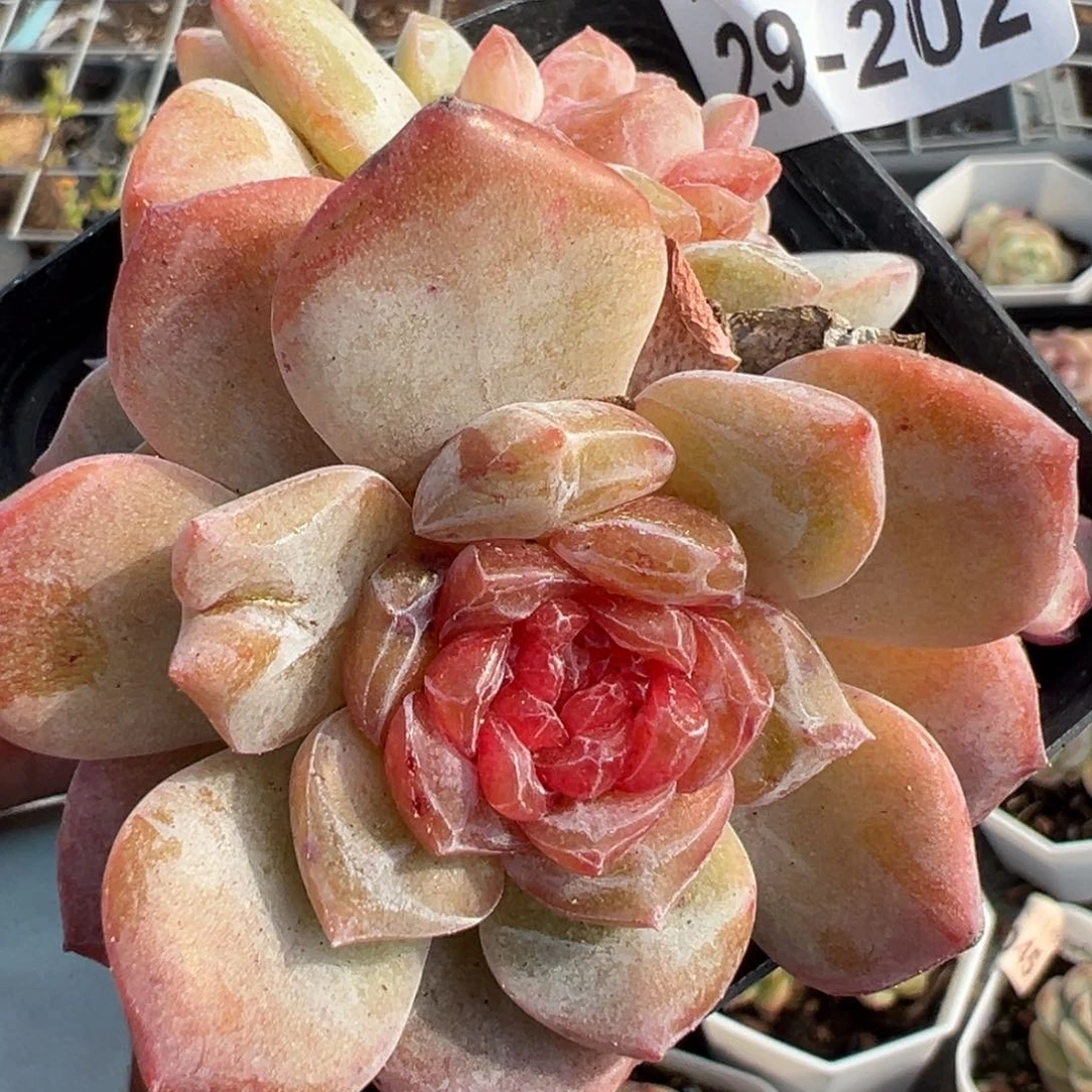 小卡拉米糖心一物一拍29-202