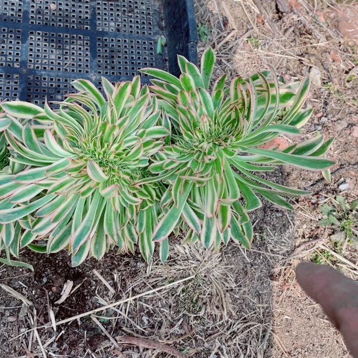 夕颜缀化造型桩11号棚