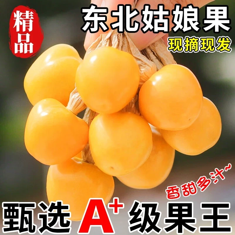 东北姑娘果灯笼果罕见水果新鲜当季整框2kg【京东包邮到家次日达】