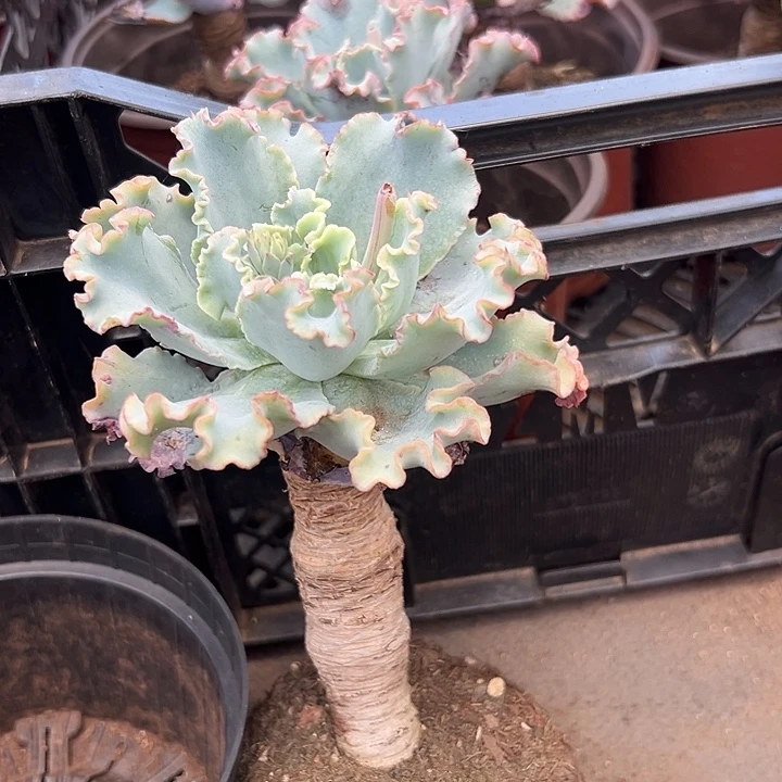 无花朵水瓶座。