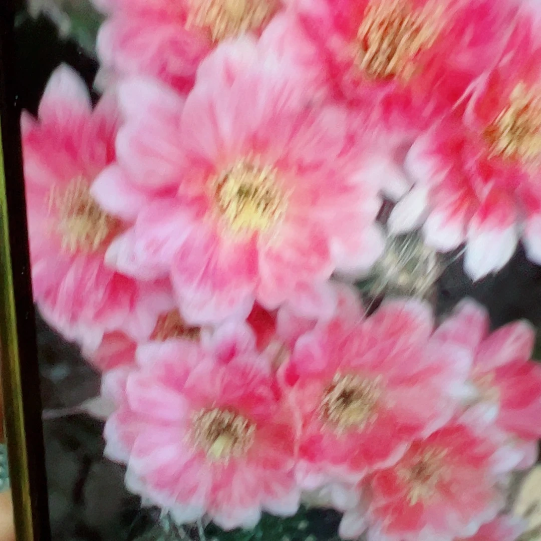 北***开丽花 血线 侧芽 满20包邮
