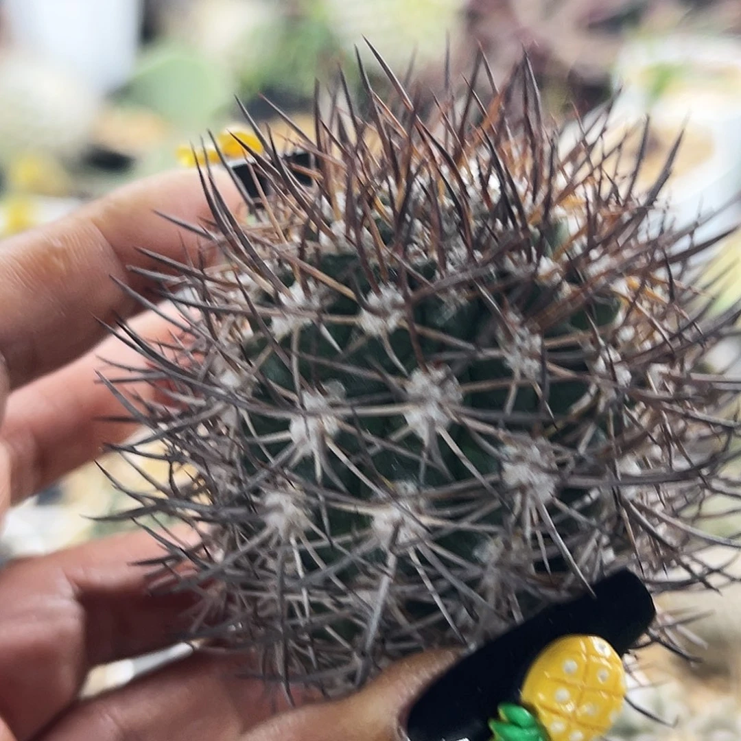 逆豹有根仙人球66666666