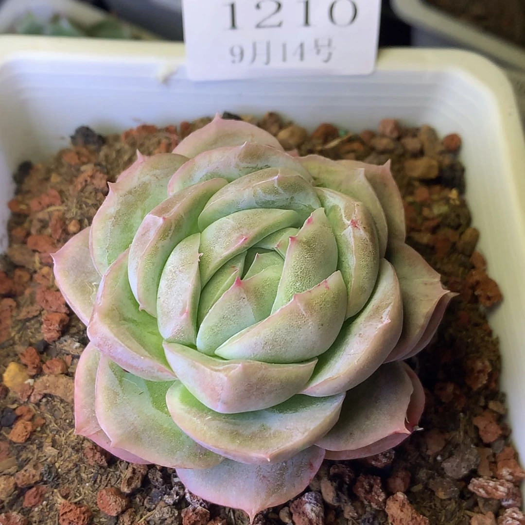 【闪购商品】云1210号甲壳虫7厘米