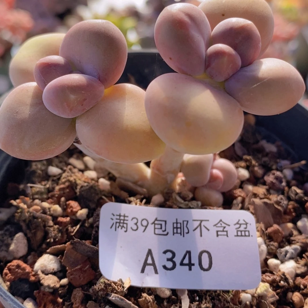 芒果kk奶6cm340多肉