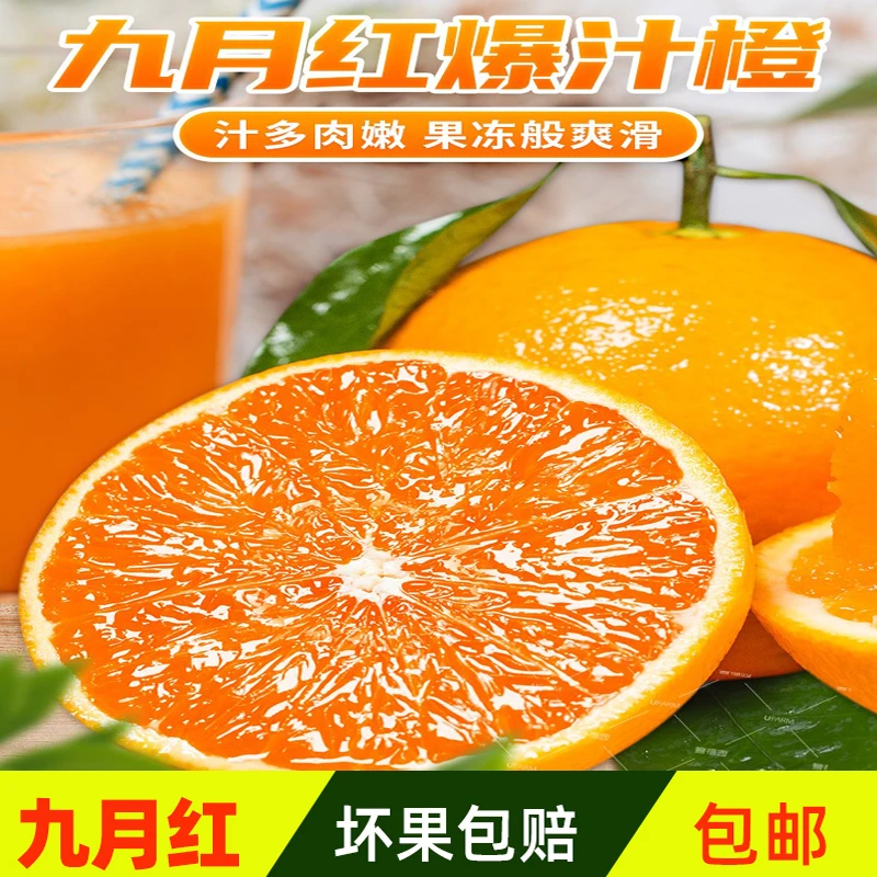 湖北秭归九月红果冻橙新鲜水果现摘先发爆甜多汁9斤装