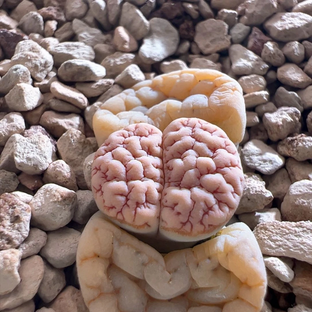 912。青蛙优选189。