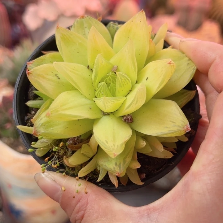 恭喜发财感谢支持