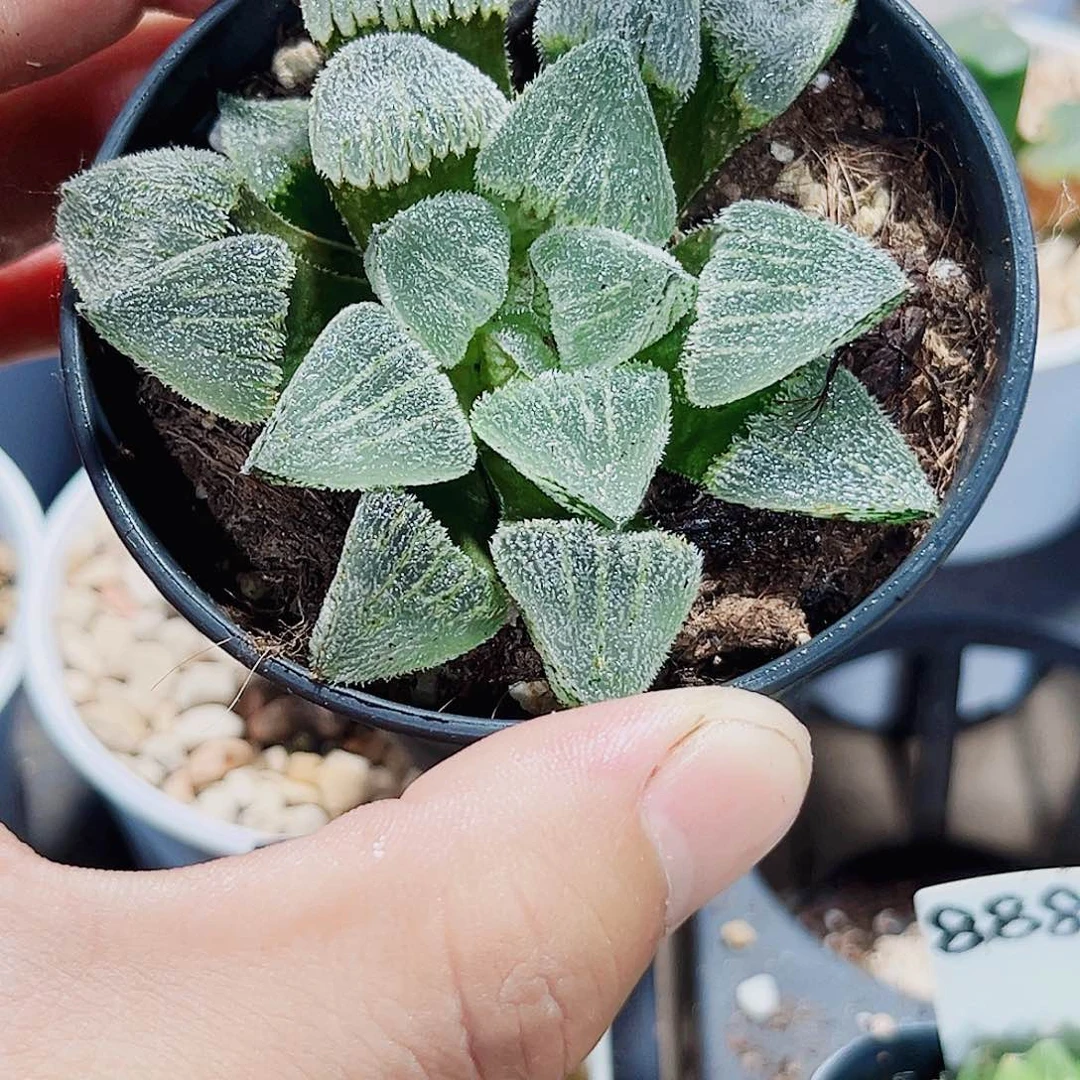 磨面寿新手好养得