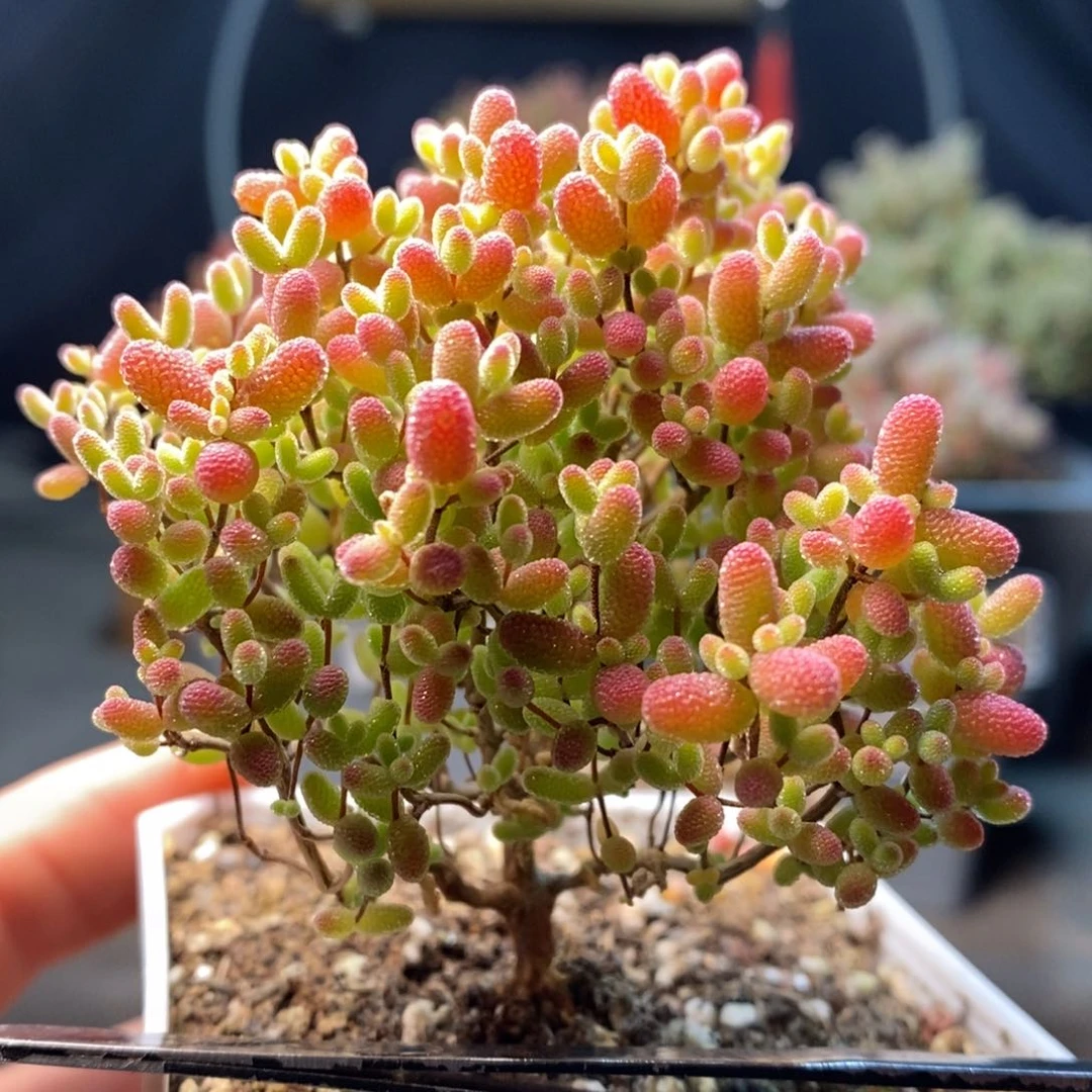 622蜜橘糖球，年后发货