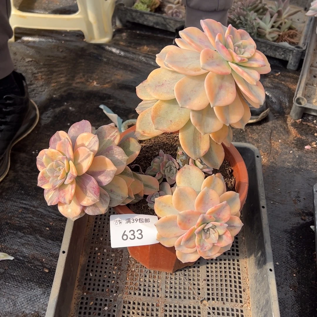 633紫乐锦老桩多肉植物