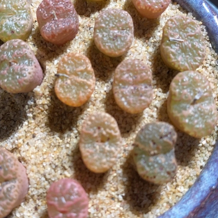 泡泡勋章1颗一颗