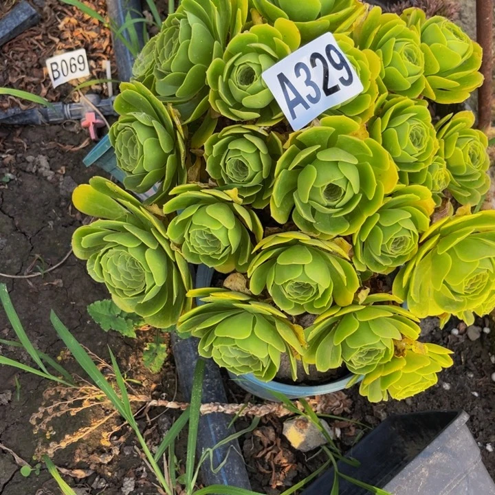 15-15，绿杨蓉法师包邮