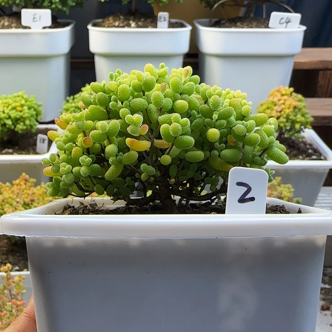 金桔糖球一物一拍