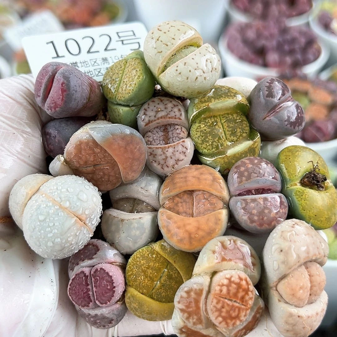 好养易活生石花大母本1022共20颗