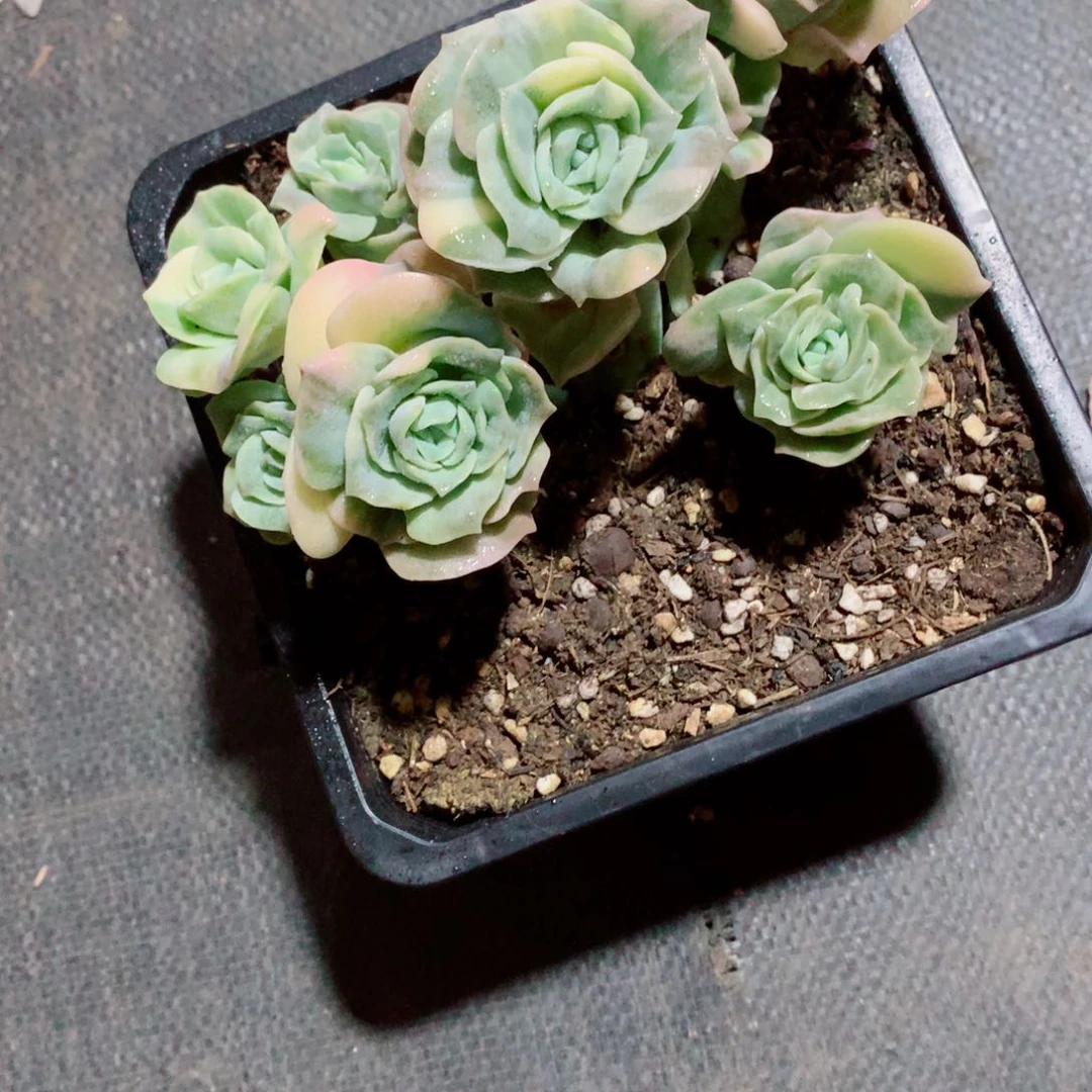 多肉植物多肉植物