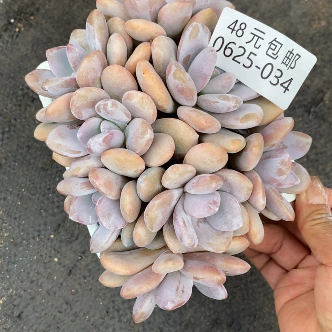 小*羊夏悦多肉0625-34粉兔
