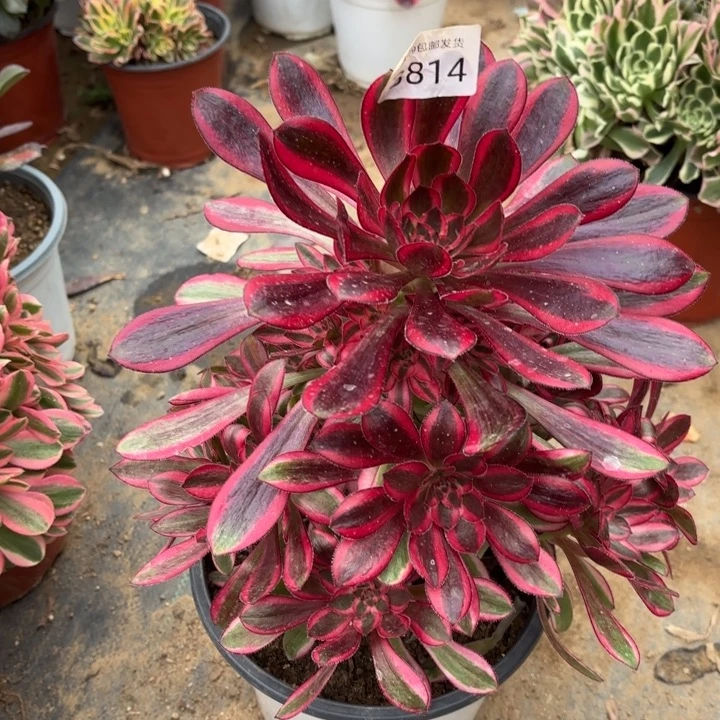 香奈儿多肉法师3814