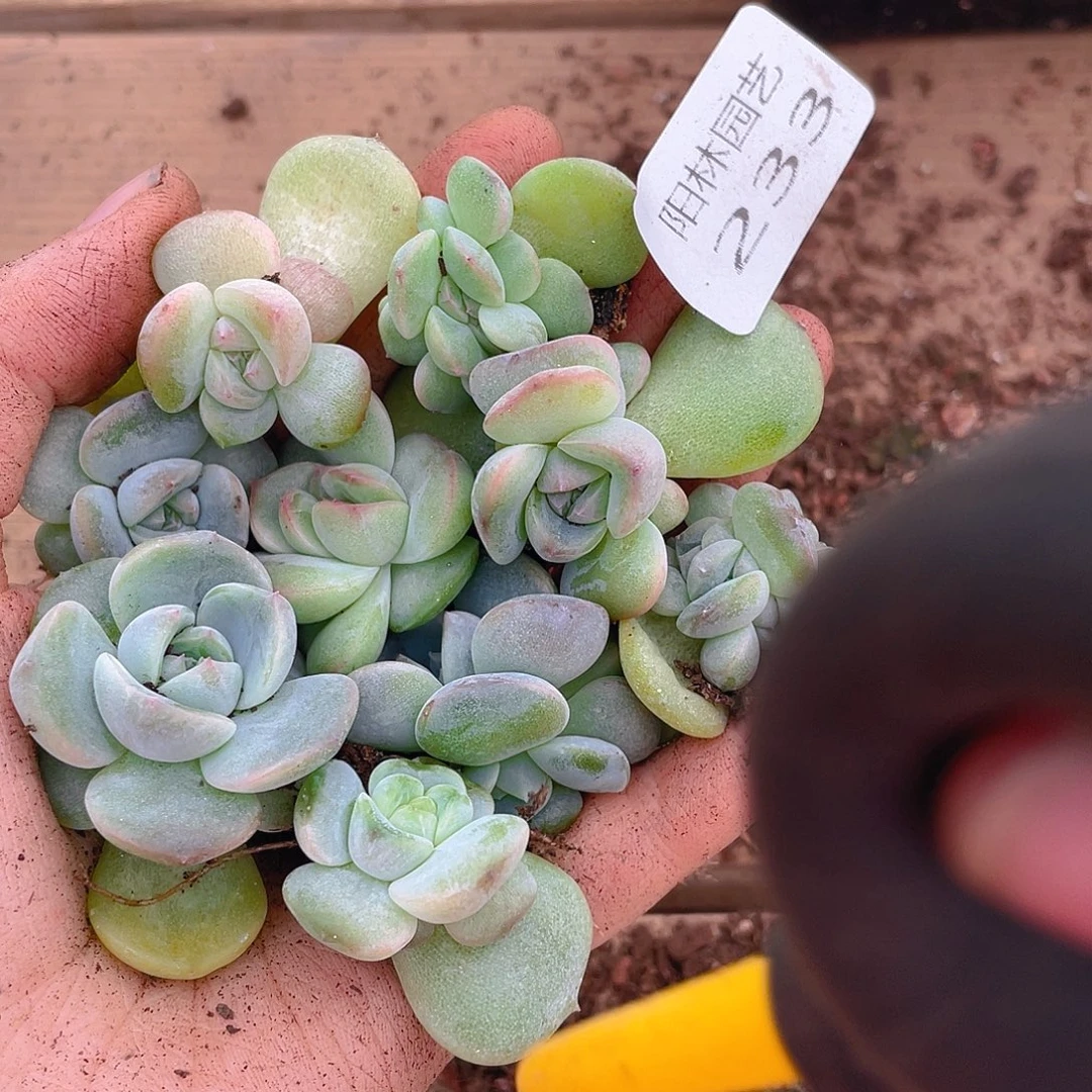 多肉植物多肉植物233