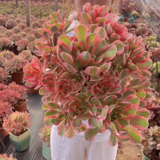 超大七彩石一颗包邮福利