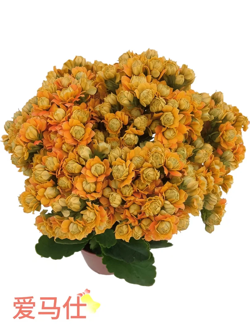 开放爱马仕橙 泽家长寿花 长寿网红品种