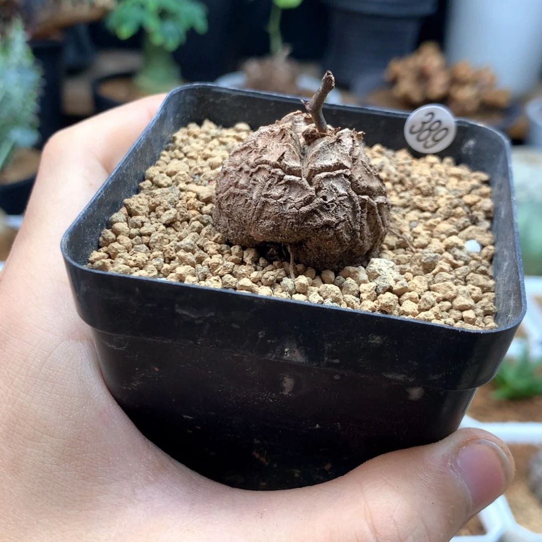 福利南非龟甲龙带盆发货389