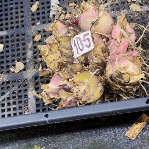 105油点百合东北下不拍货