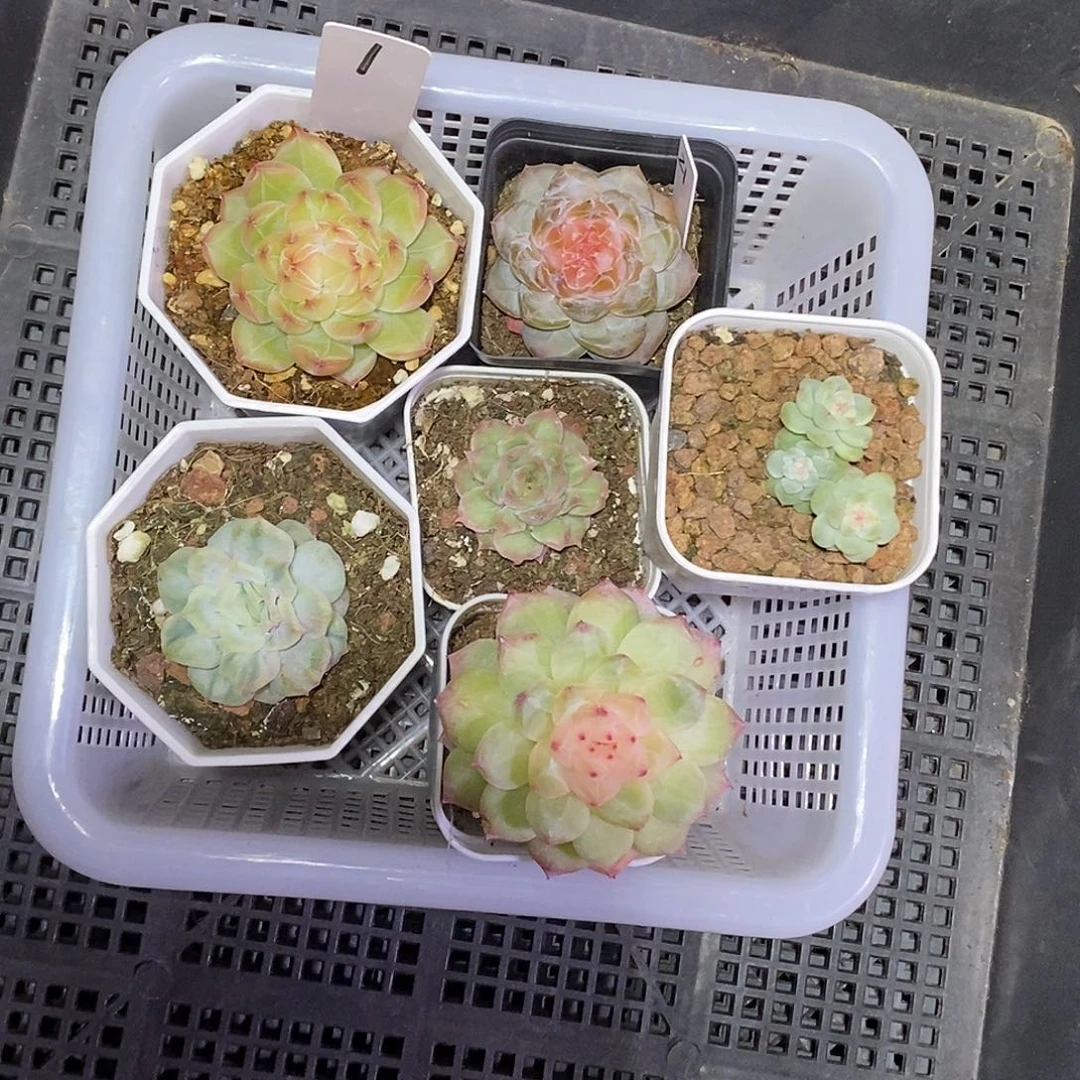 一***枣1号一筐6颗多肉植物