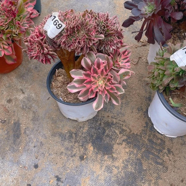 多肉粉女巫缀化169