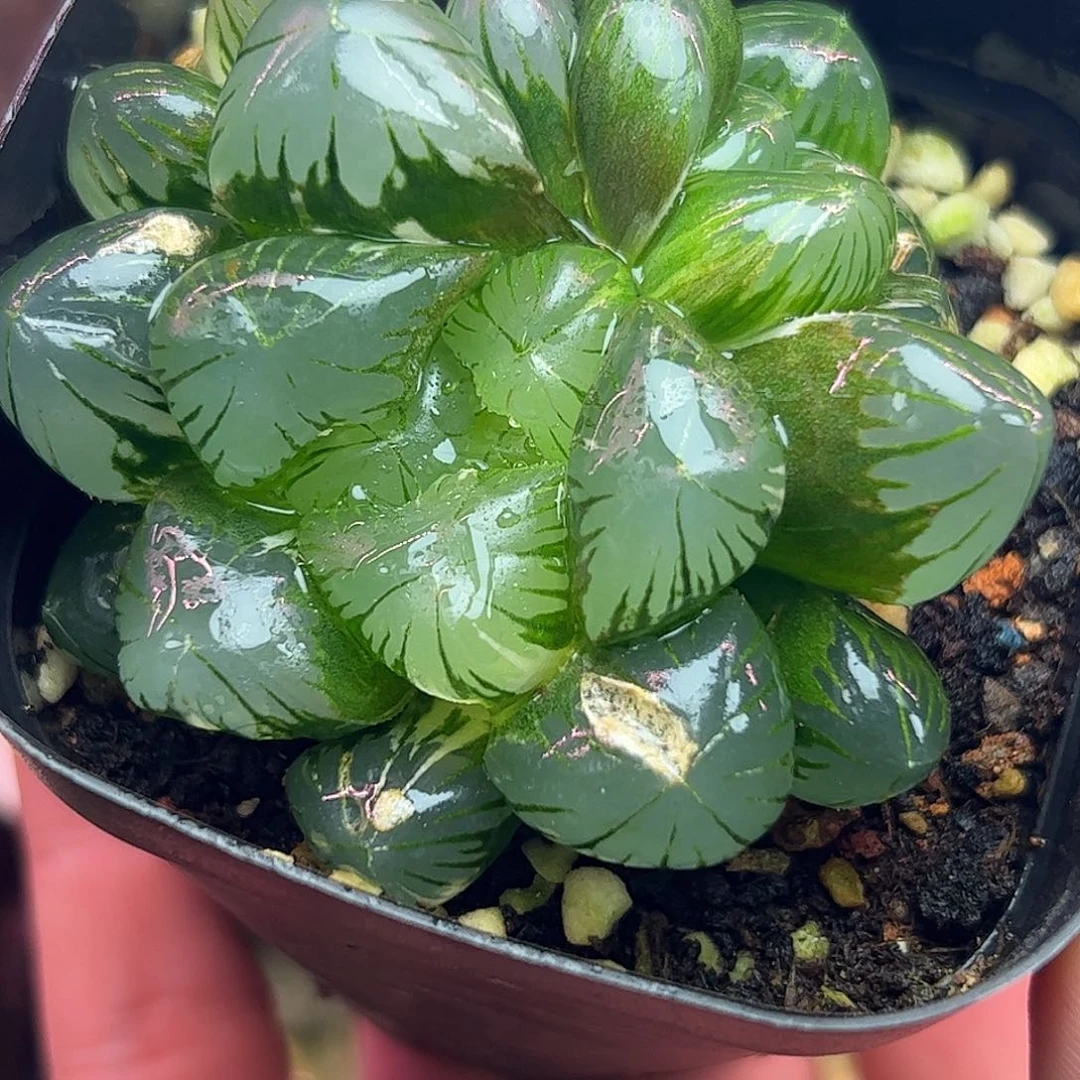 地泉巨大化六公分亚成株十二卷