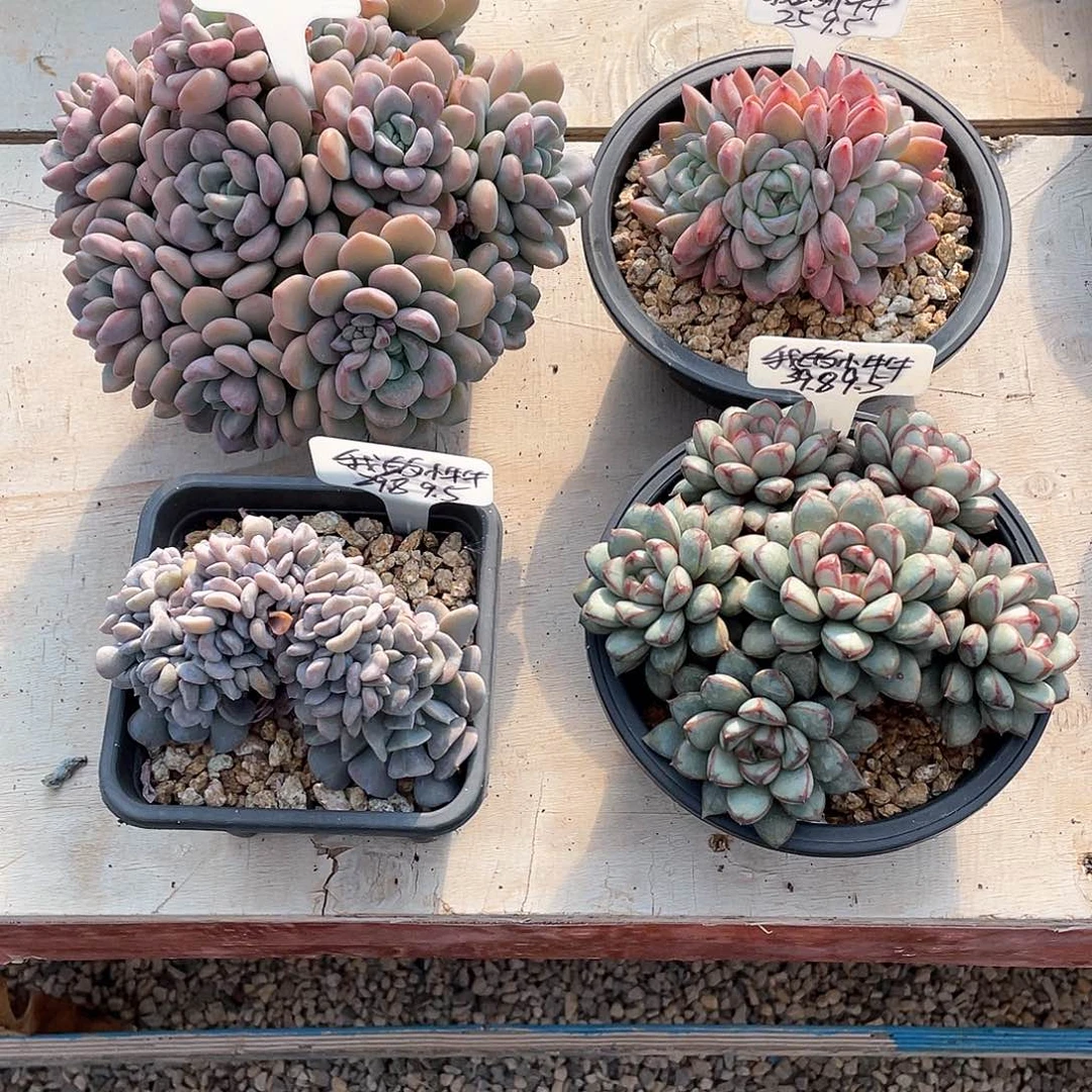 多肉我的小牛牛幻梦