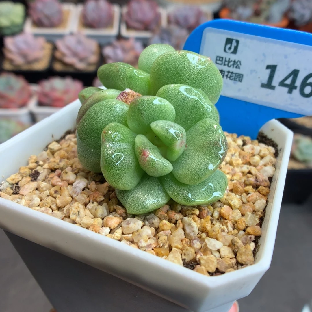 146疑似福伦冰玉石化多肉植物