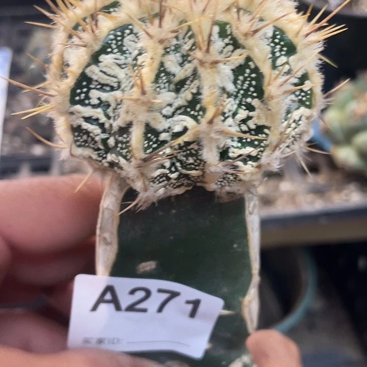 三角嫁接般若仙人球271号