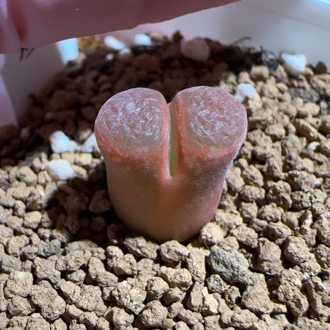 肉锥多肉植物组合-极红矮胖786