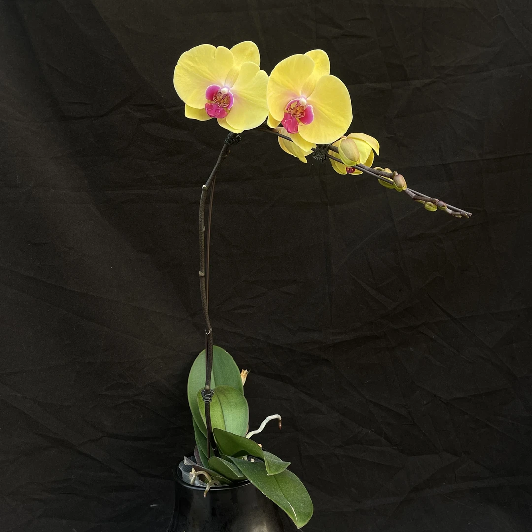 蝴蝶兰兰花（余晖）3.5寸开花株