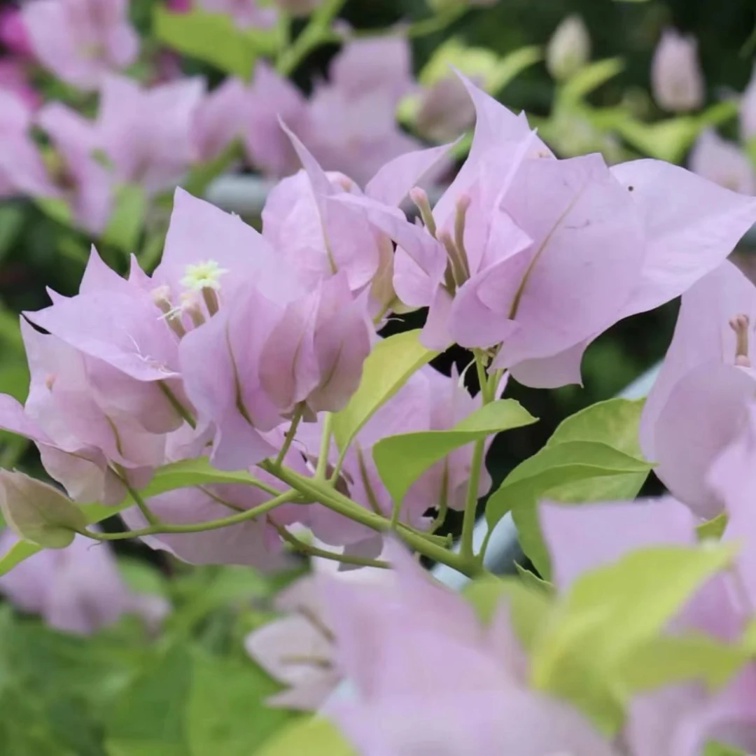 金夫人三角梅原盆原土发货一加绿仑盆带纤维杆（可做高飘）