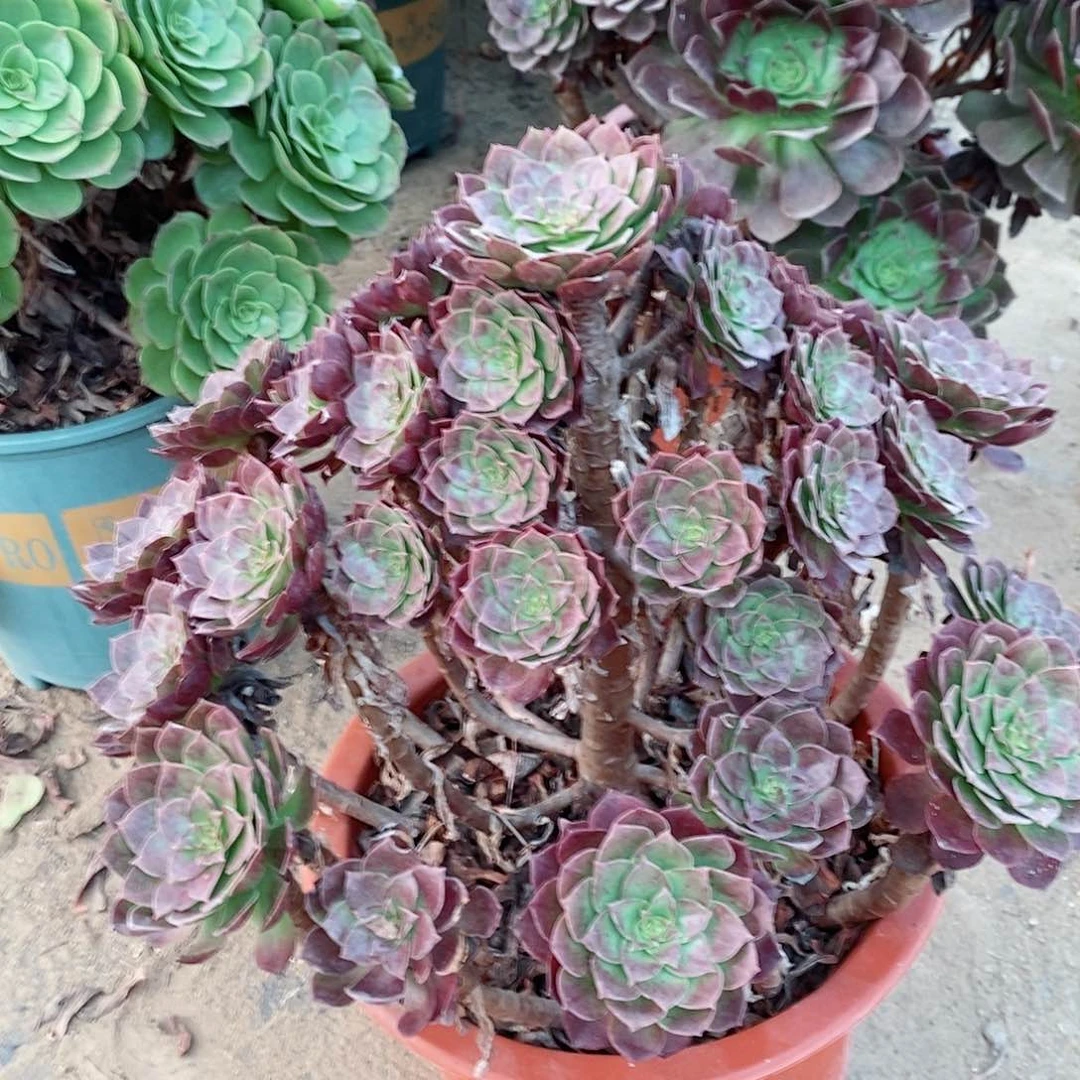 赤艺连老桩一棵30艾米姥姥