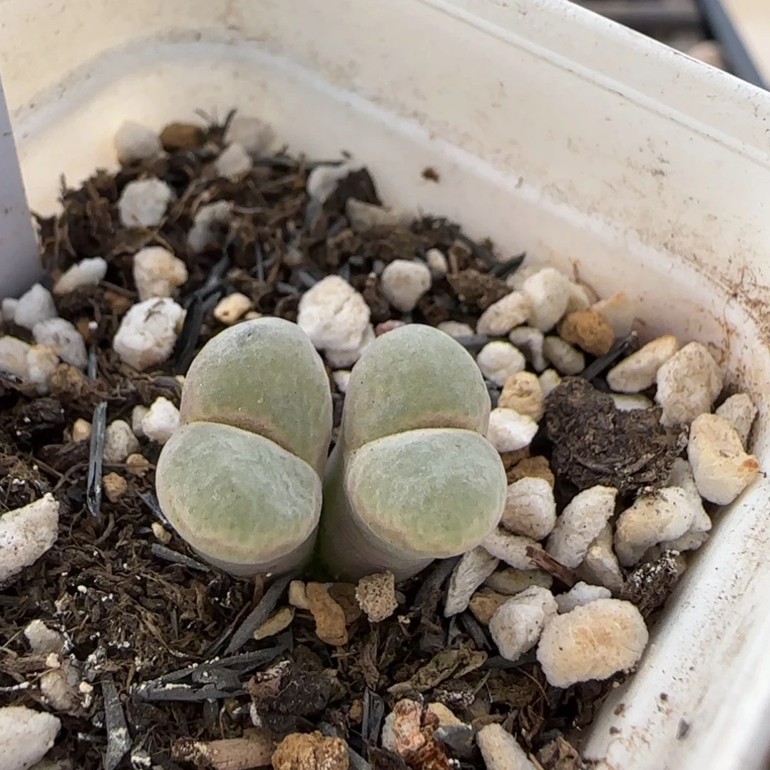 11.20。 萌肉安格。8024