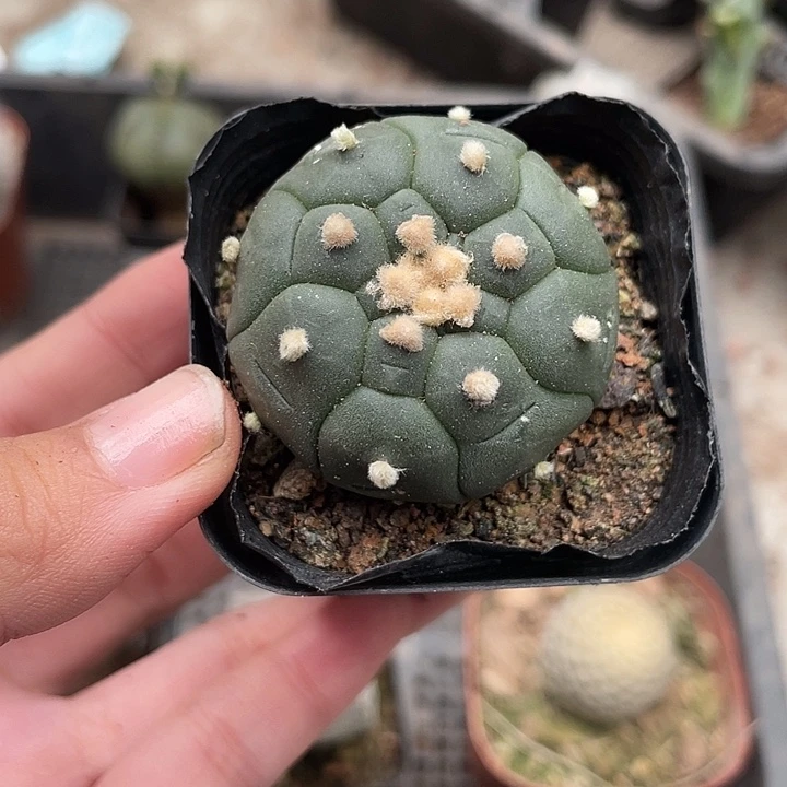 513龟甲兜仙人球植物