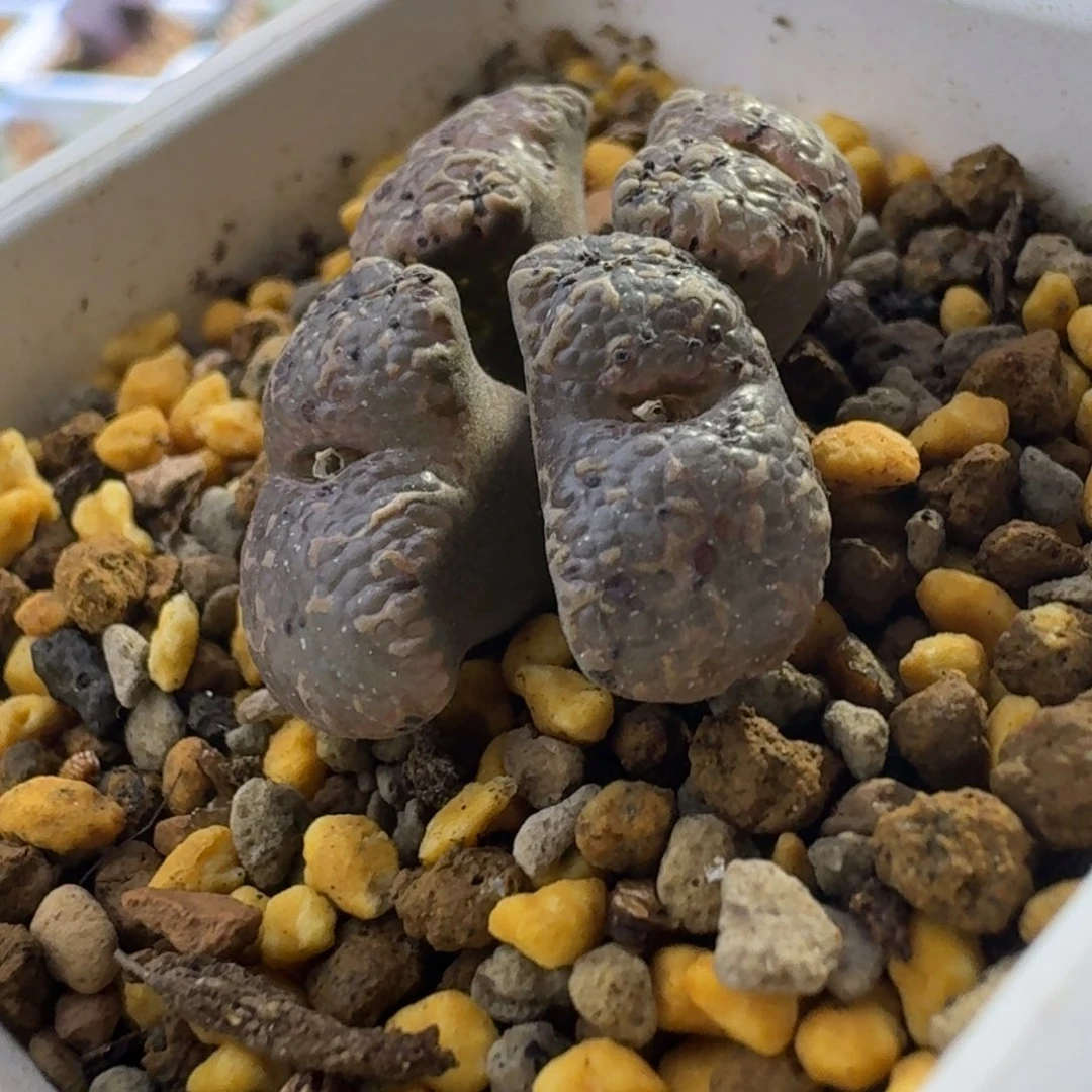 48号四头大窗泡泡勋章一物一拍