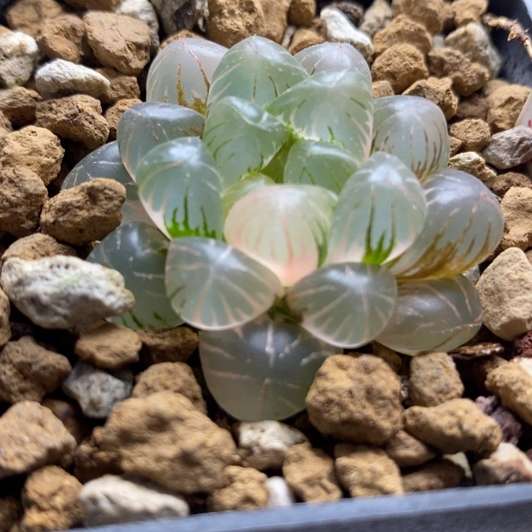 38姬玉露锦一物一拍